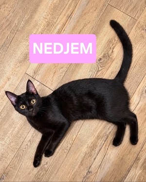 Adopter : Nedjem et Abasi