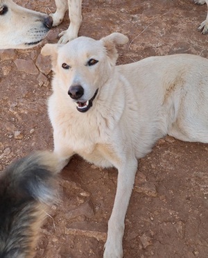 Adopter : Archie