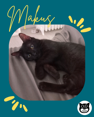 Adopter : Makus