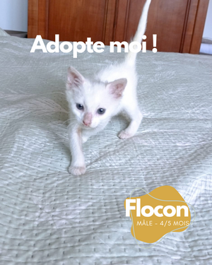 Adopter : Flocon