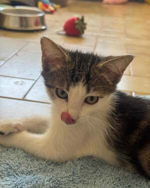 Adopter : Steve