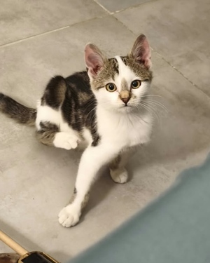 Adopter : Bilbao 