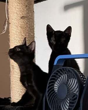 Adopter : VELOUR ET CHAUSSON
