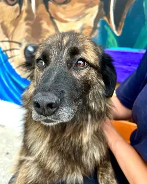 Adopter : Sundy
