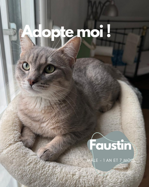 Adopter : Faustin
