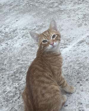 Adopter : Baba