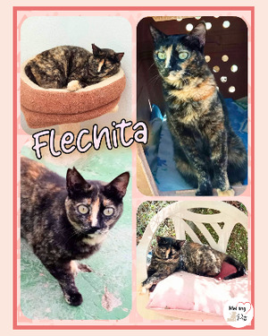 Adopter : Flechita