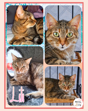 Adopter : Lili
