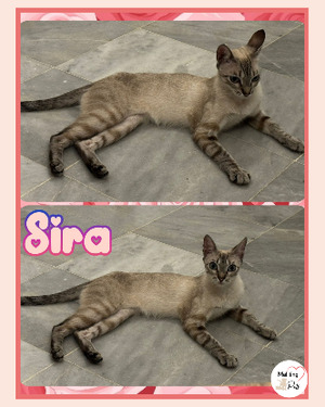 Adopter : Sira