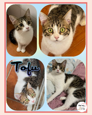 Adopter : Tofu