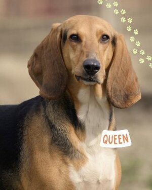 Adopter : Queen