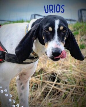 Adopter : Urios