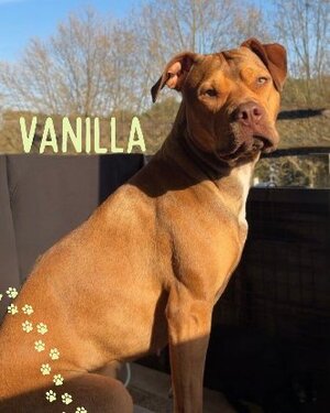 Adopter : Vanilla