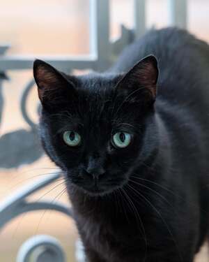 Adopter : Felixia