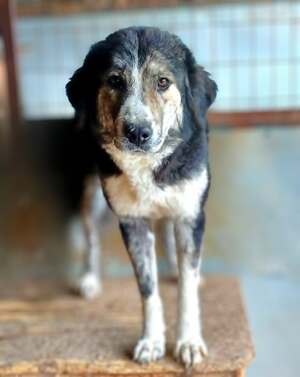 Adopter : Majo