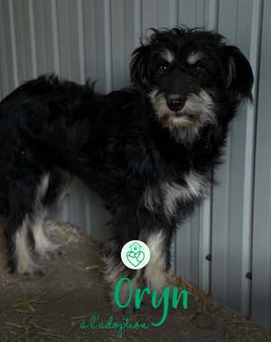 Adopter : Oryn