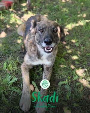 Adopter : Skadi