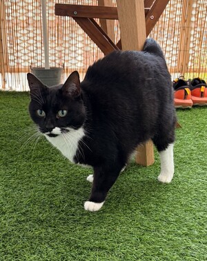 Adopter : Meo-Meo