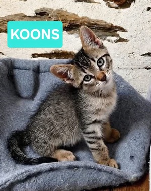 Adopter : KOONS