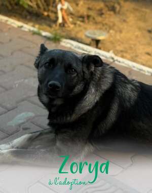 Adopter : Zorya