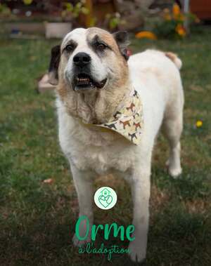 Adopter : Orme