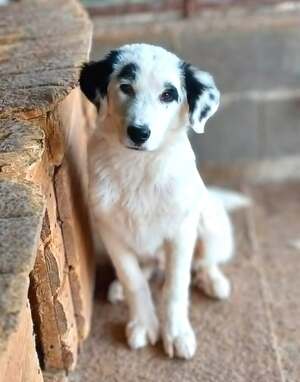 Adopter : Orion