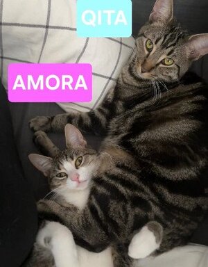 Adopter : Qita et amora