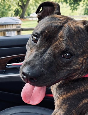 Adopter : Fanta