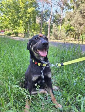 Adopter : Luna