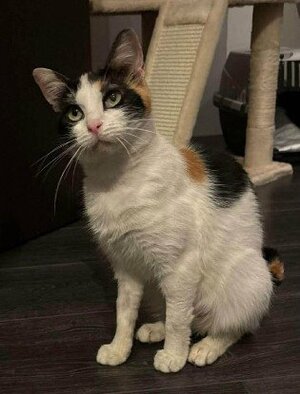 Adopter : Plumette