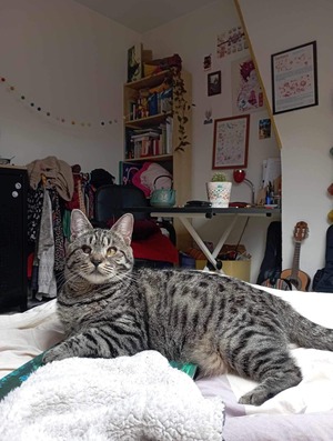 Adopter : Bonnie 
