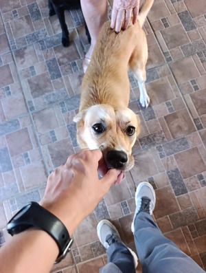 Adopter : Canelle