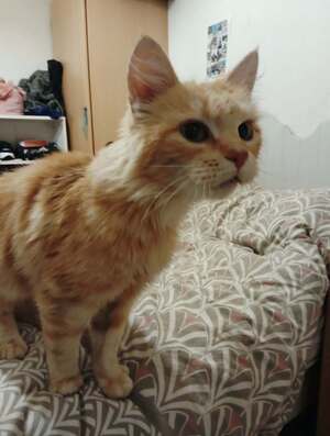 Adopter : Bistouri
