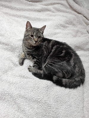Adopter : Clyde 