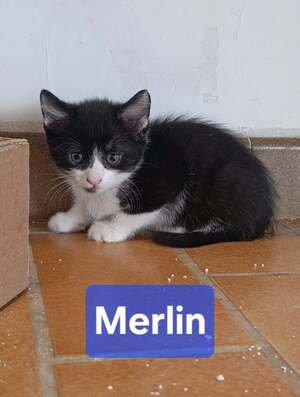 Adopter : Merlin