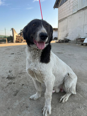 Adopter : Rupert