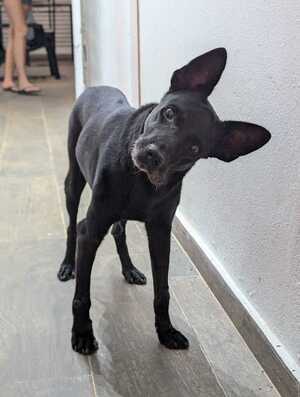 Adopter : Polka