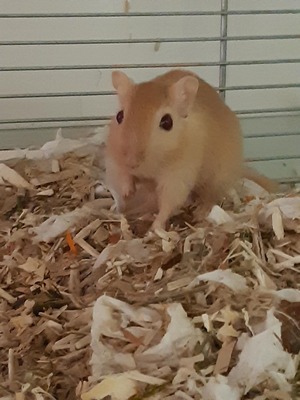 Adopter : Blue et Delta