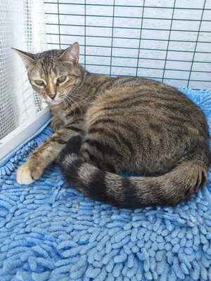 Adopter : Arone