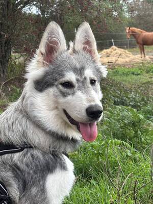 Adopter : Bella