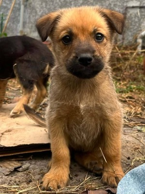 Adopter : Cialao