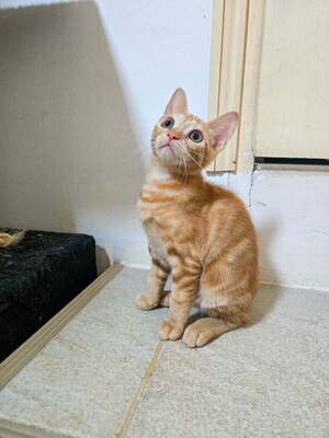 Adopter : BERGAMOTE