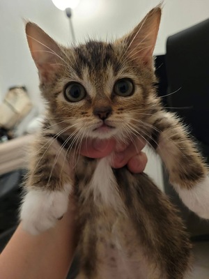 Adopter : BROWNIE