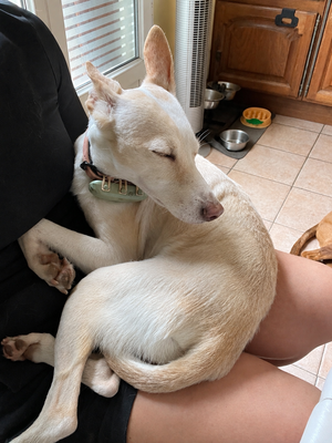 Adopter : Lilou