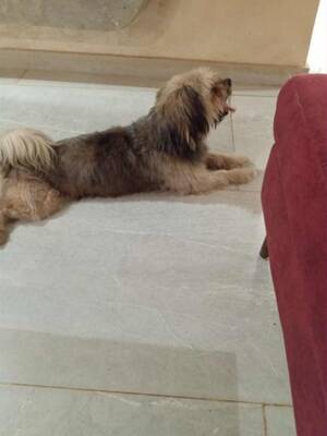 Adopter : Chatain
