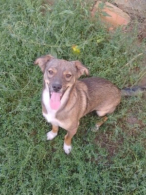 Adopter : Ernesto