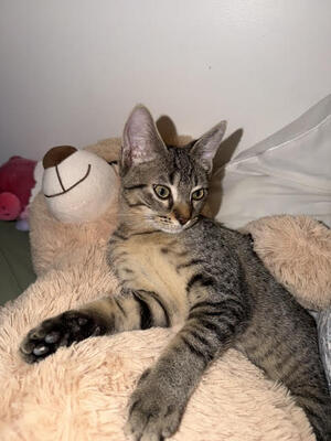 Adopter : Boomer