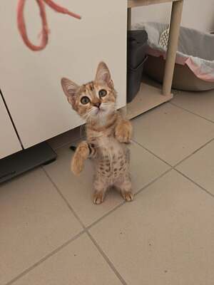 Adopter : Bingo et Bluey