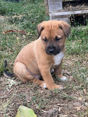 Adopter : Jazz
