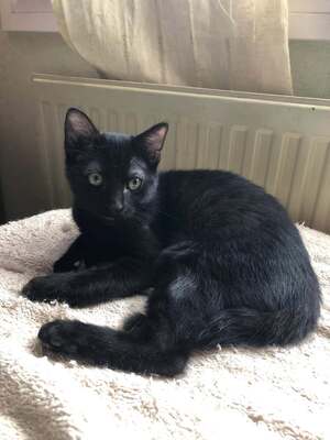Adopter : Kuro
